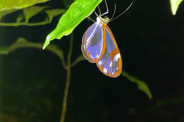 Monteverde Wildlife Night Tour