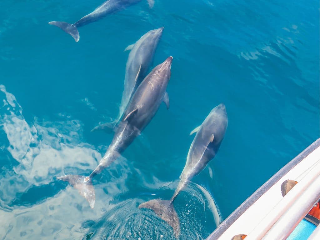 Bay of Islands & Paihia 2 day Small Group Tour & Cruise from Auckland