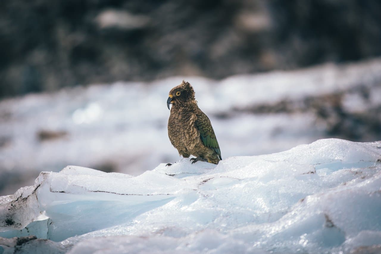 Franz Josef to Christchurch via Hokitika (One Way)