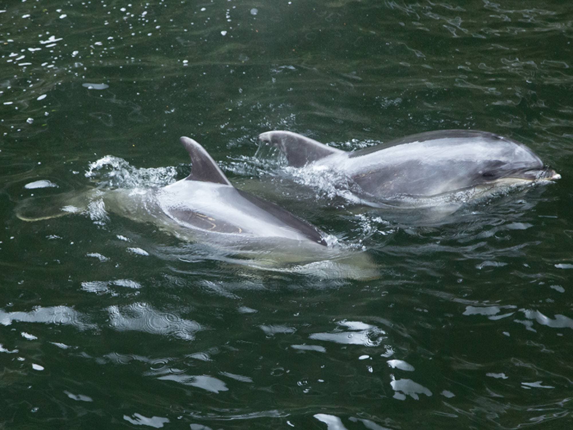 Premium Milford Sound Small Group Tour & Flight from Queenstown