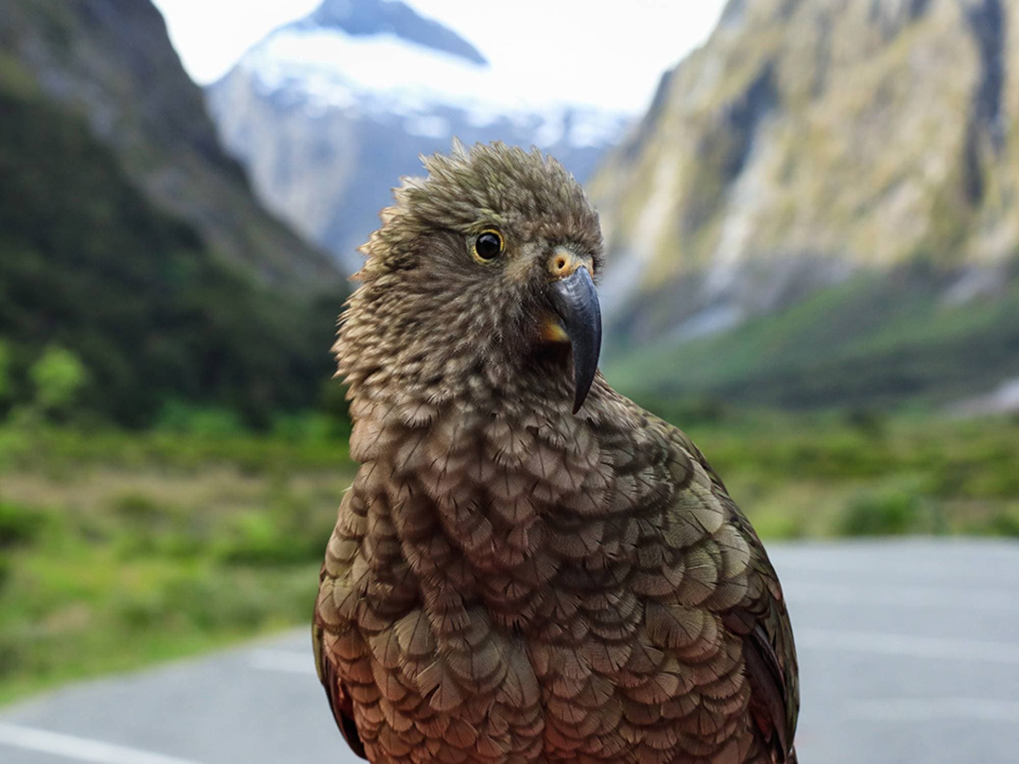 Premium Milford Sound Small Group Tour & Flight from Queenstown