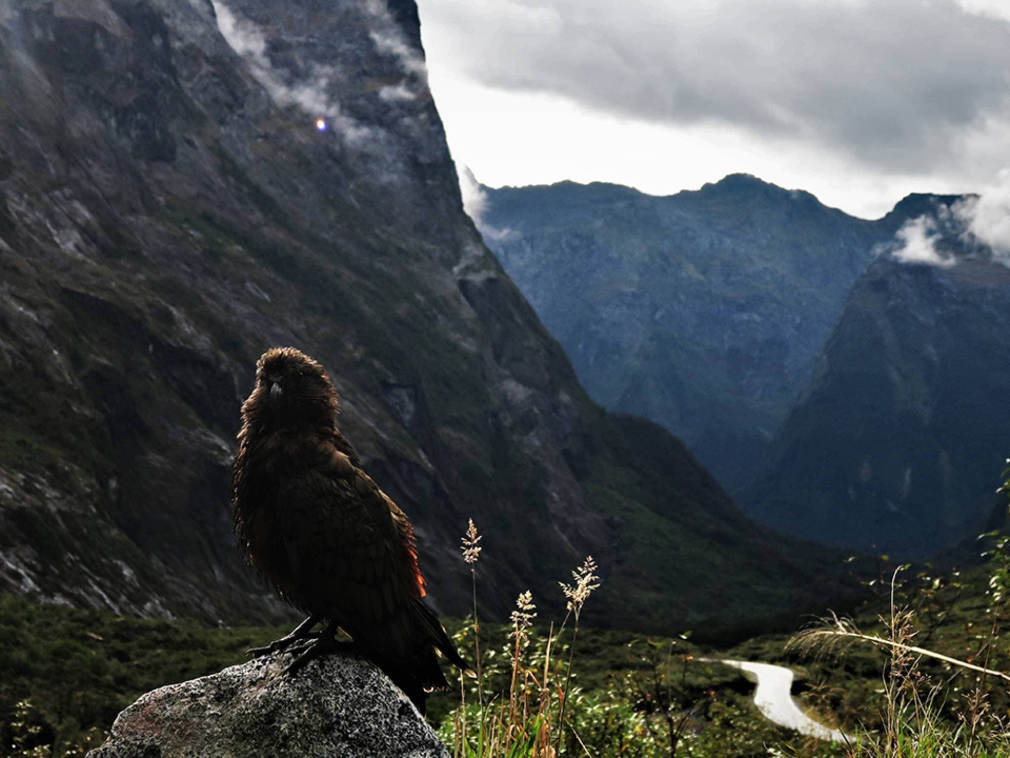 Premium Milford Sound Small Group Tour & Flight from Queenstown