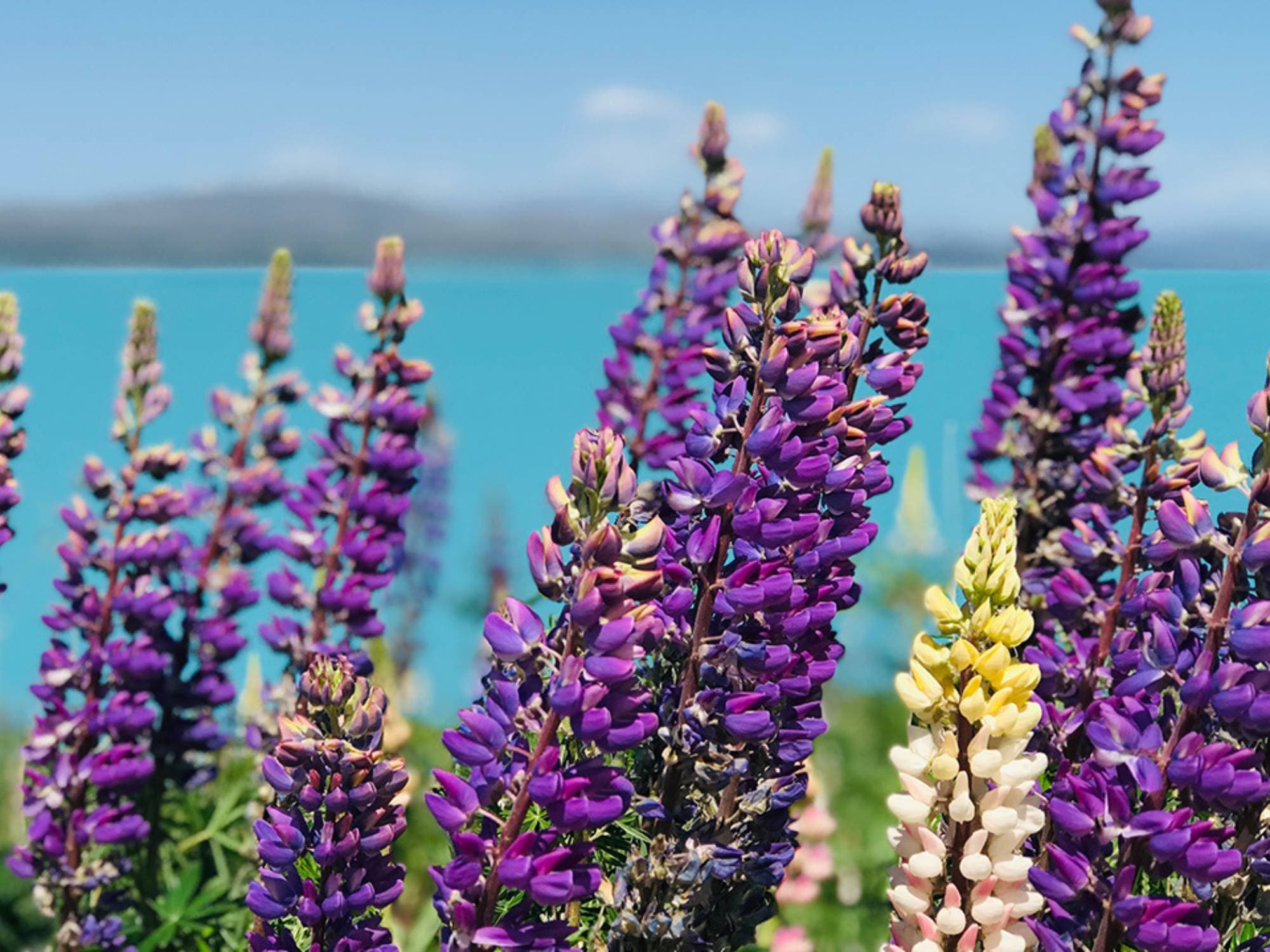 Mt Cook to Queenstown Tour (One Way)