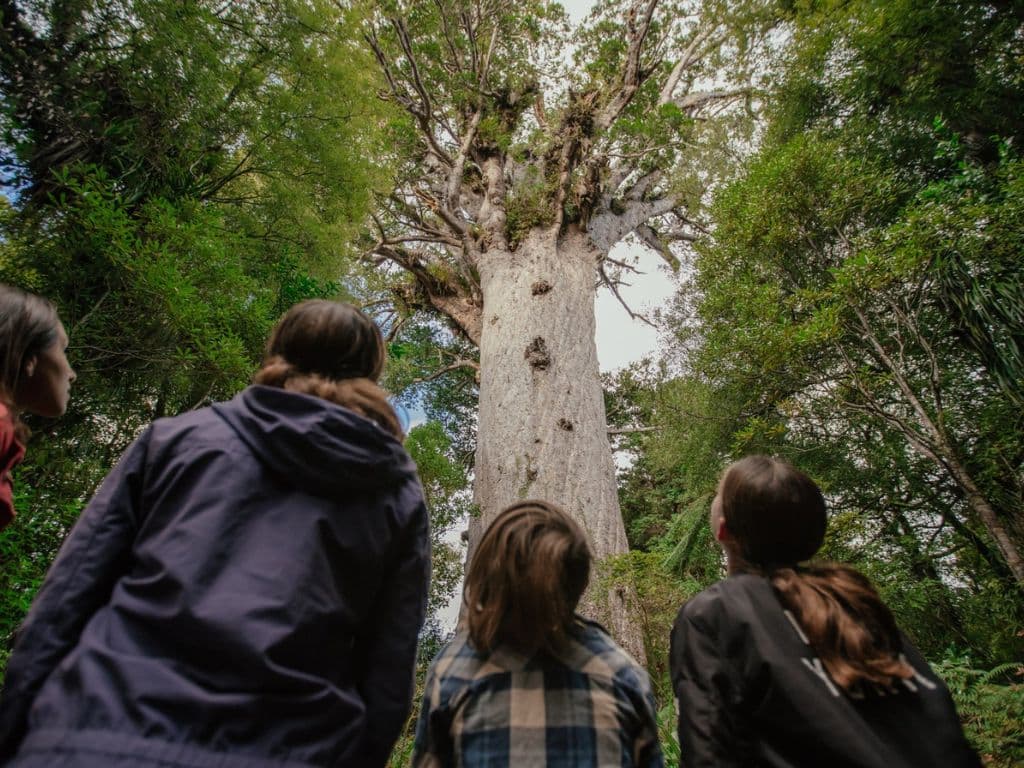 Auckland to Paihia via West Coast One Way