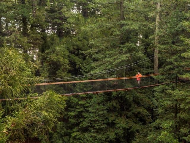 Rotorua Highlights including Te Puia & Redwoods Treewalk Small Group Tour from Auckland