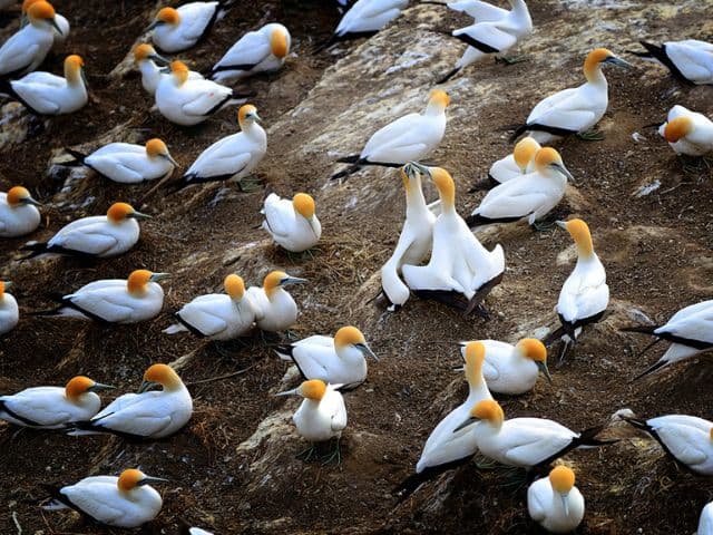 Auckland's Wild West Coast & Black Sand Beaches Tour including Brewery Lunch