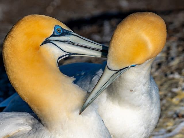 Auckland's Wild West Coast & Black Sand Beaches Tour including Brewery Lunch