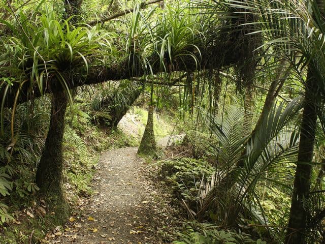 Auckland's Wild West Coast & Black Sand Beaches Tour including Brewery Lunch