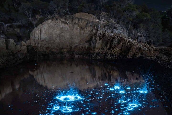 Auckland Bioluminescence Kayak Tour - Waiake Beach