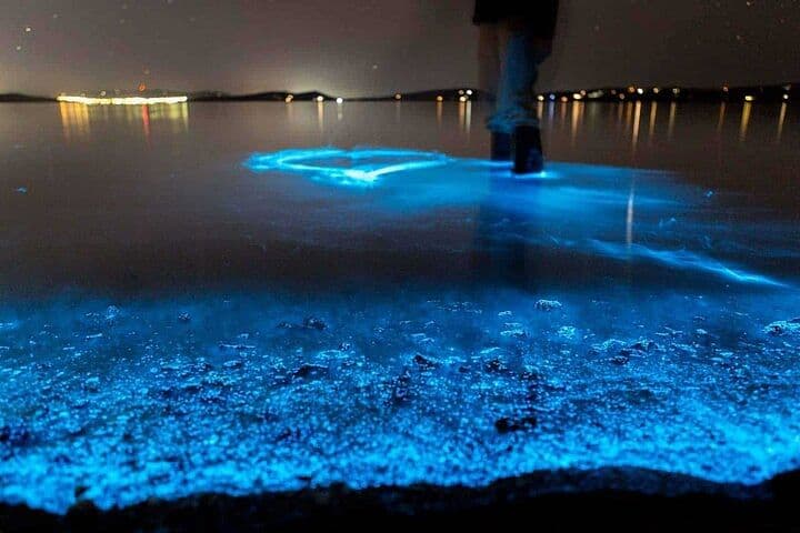 Auckland Bioluminescence Kayak Tour - Waiake Beach