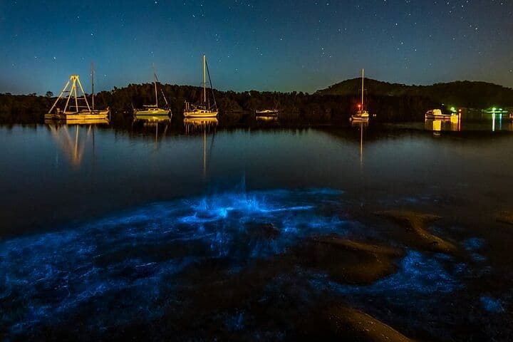 Auckland Bioluminescence Kayak Tour - Waiake Beach