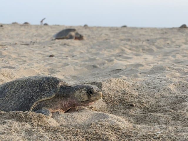 Conservation volunteer along the Oaxaca Coast