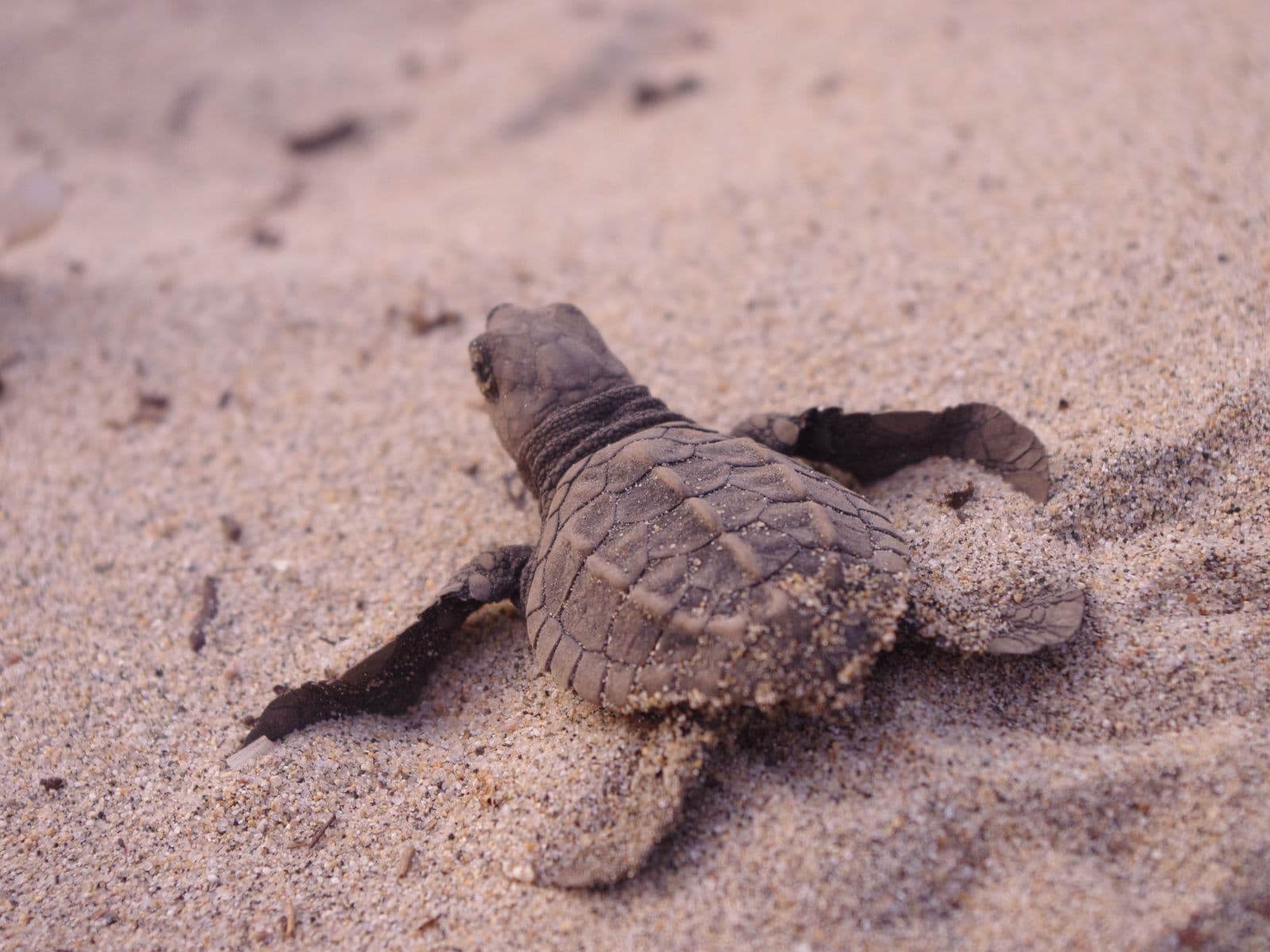 Conservation volunteer along the Oaxaca Coast