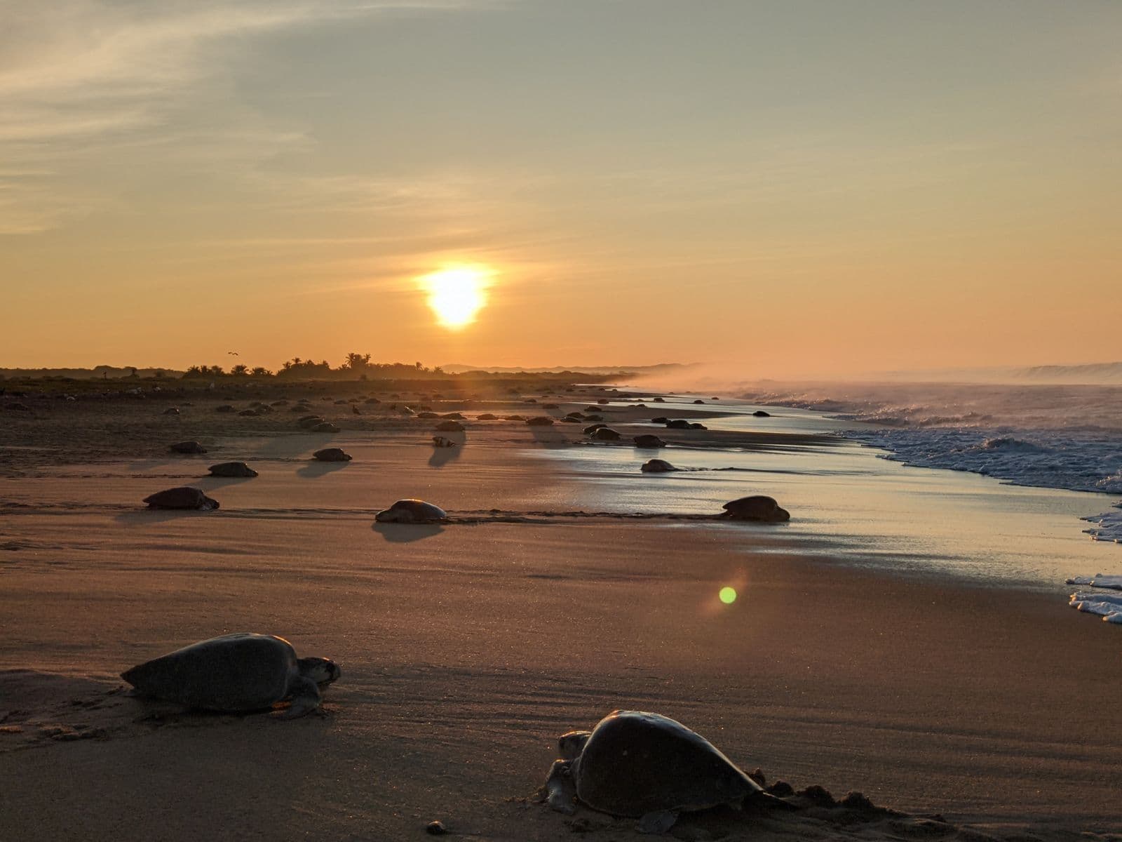 Conservation volunteer along the Oaxaca Coast