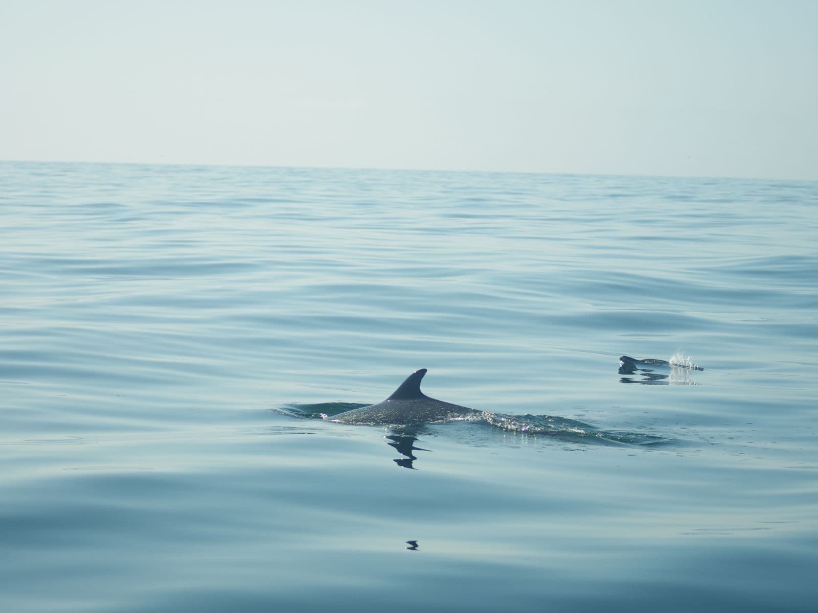 Conservation volunteer along the Oaxaca Coast