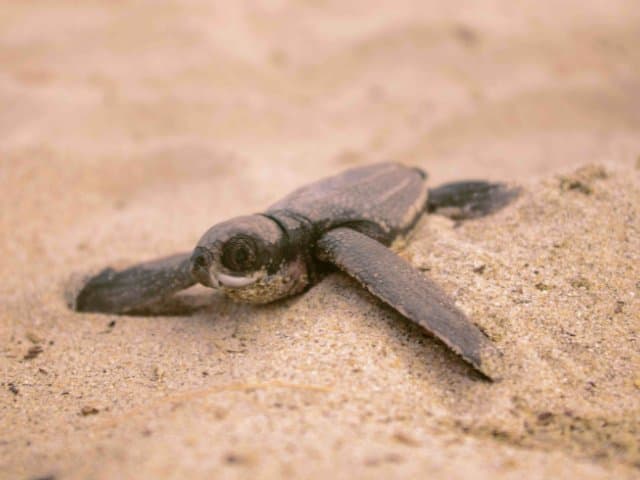 Conservation volunteer along the Oaxaca Coast