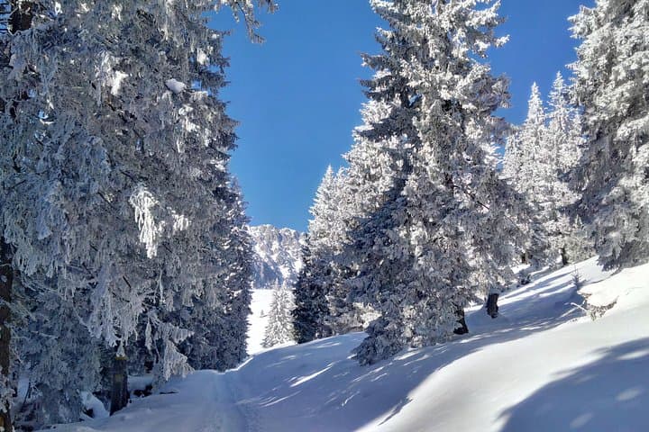 Piatra Craiului National Park Private Hiking Tour from Brașov, Romania