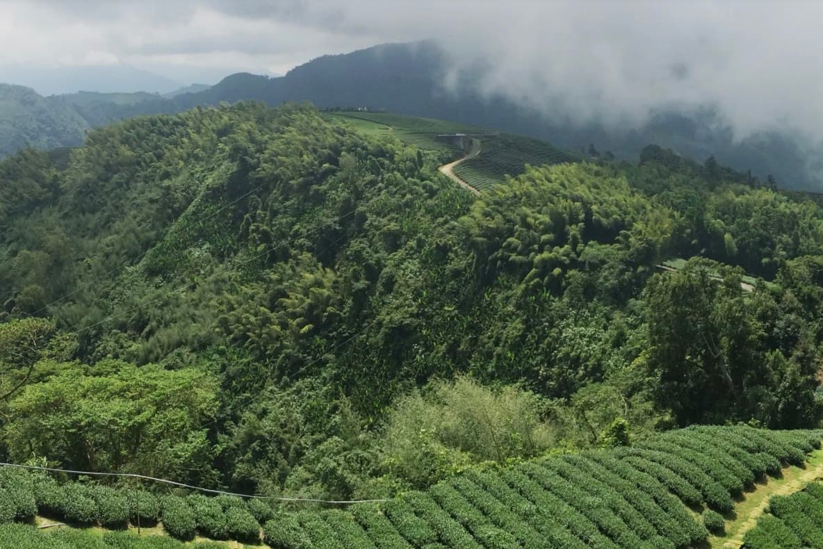 Tea of Taipei: Small-Group Tour with Taipei City Sightseeing