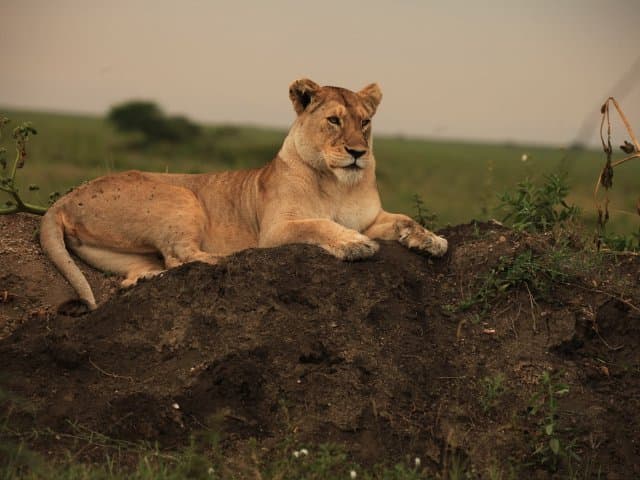 Tarangire & Ngorongoro National Parks 3-day safari | Tanzania