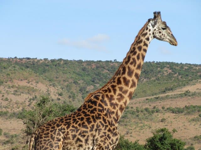 Ngorongoro and Serengeti 4 Days Safari | Tanzania