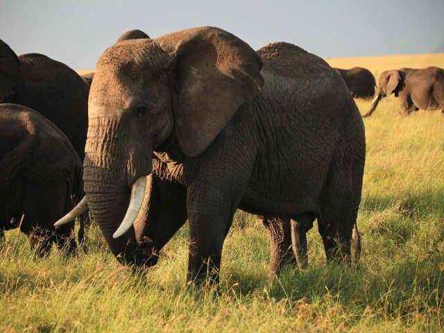 Fly In and Fly Out 4-Day Serengeti National Park