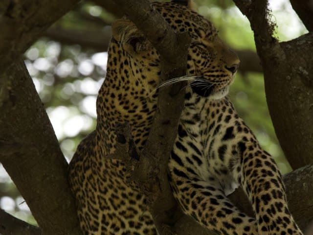 Fly In and Fly Out 4-Day Serengeti National Park