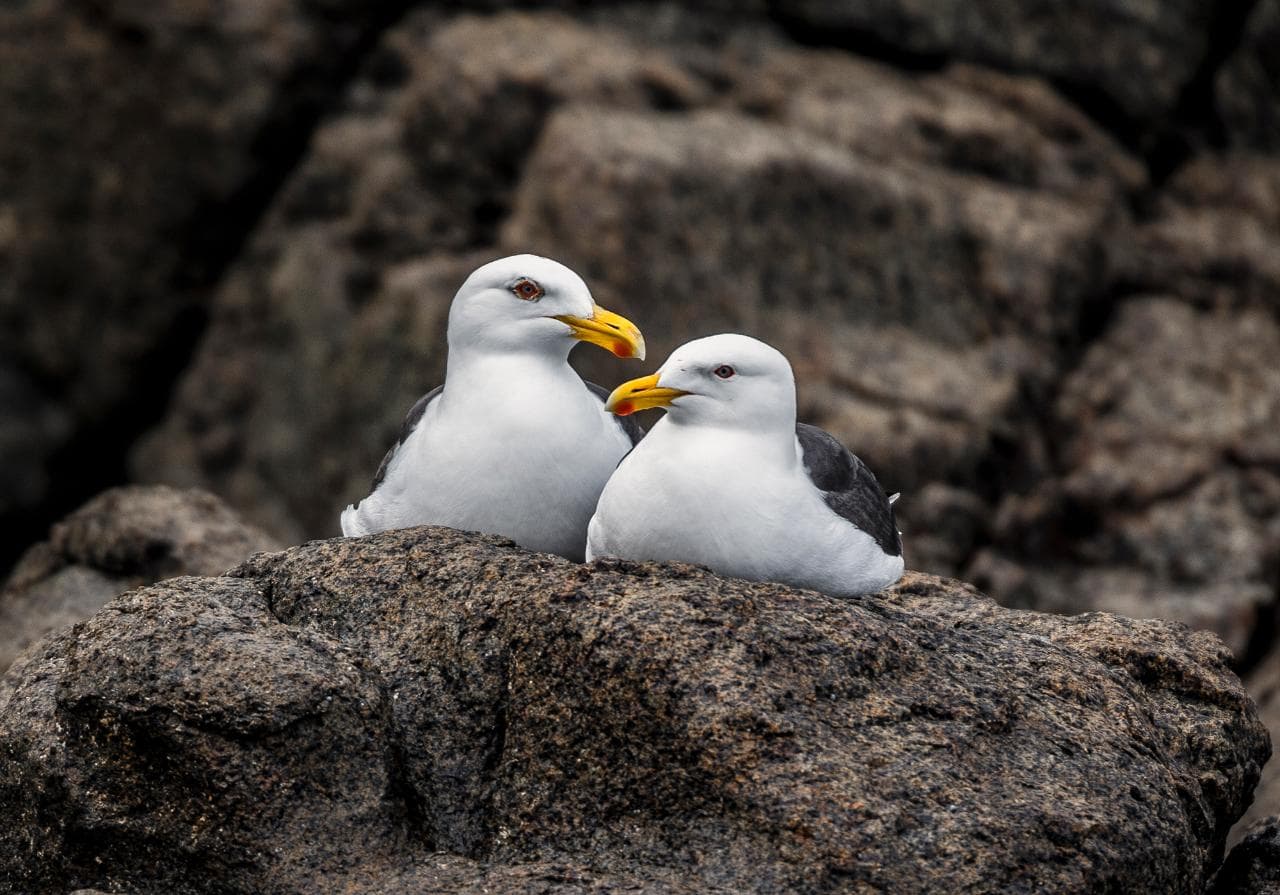 Small group Iron Pot Cruises | Hobart, Tasmania