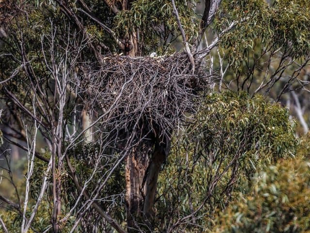 Small group Iron Pot Cruises | Hobart, Tasmania