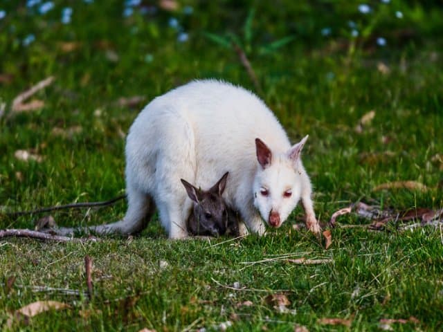 Bruny Island Traveller tasting tour