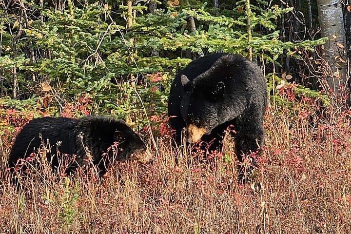 Yellowknife Bison Highway Road Tour