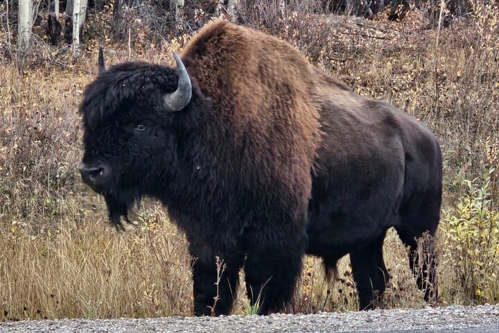 Yellowknife Bison Highway Road Tour