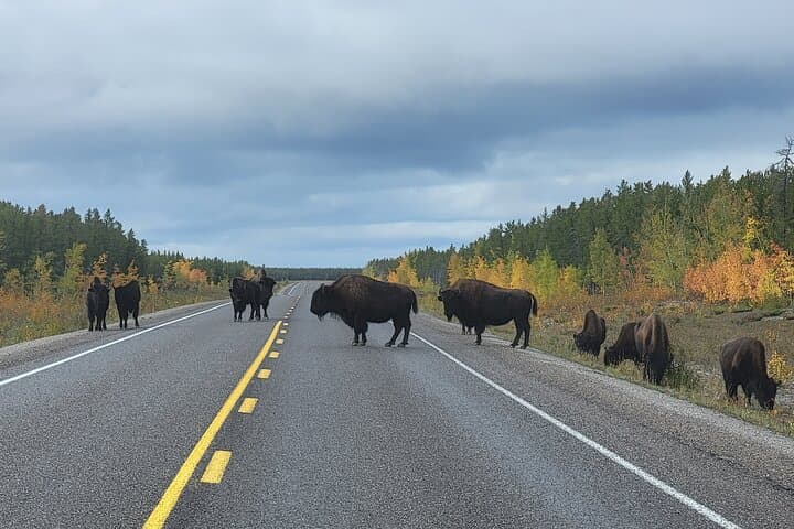 Yellowknife Bison Highway Road Tour