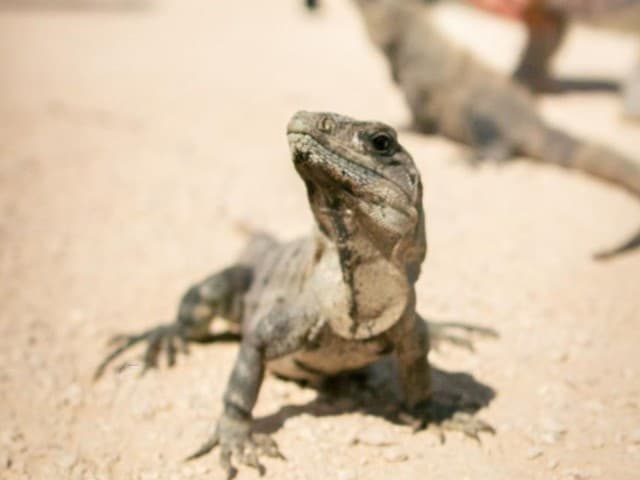 Classic Tulum Bike group Tour
