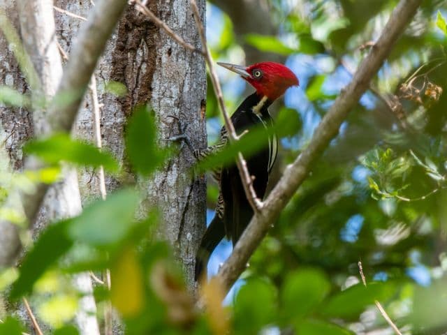 Private Bird Watching Coba & Punta Laguna | Tulum