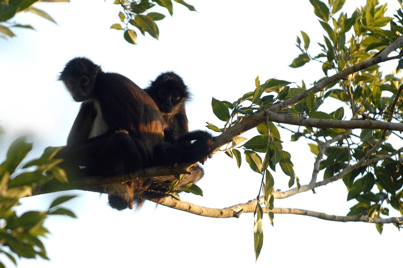 Private Bird Watching Coba & Punta Laguna | Tulum