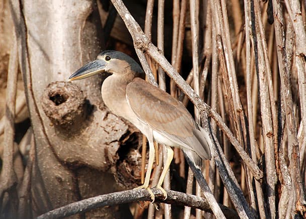 Private Bird Watching Coba & Punta Laguna | Tulum