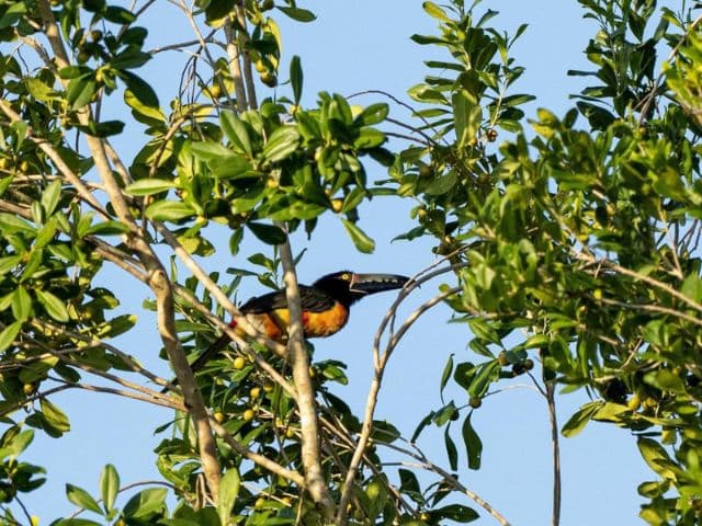Private Bird Watching Coba & Punta Laguna | Tulum