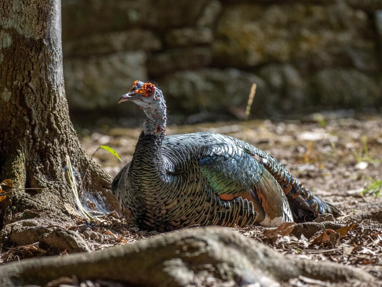 Private Bird Watching Coba & Punta Laguna | Tulum