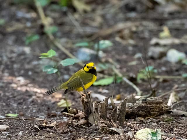 Bird Watching Coba group tour| Tulum