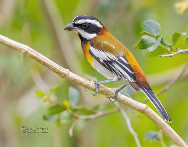 Private Bird Watching Cozumel tour | Yucatan