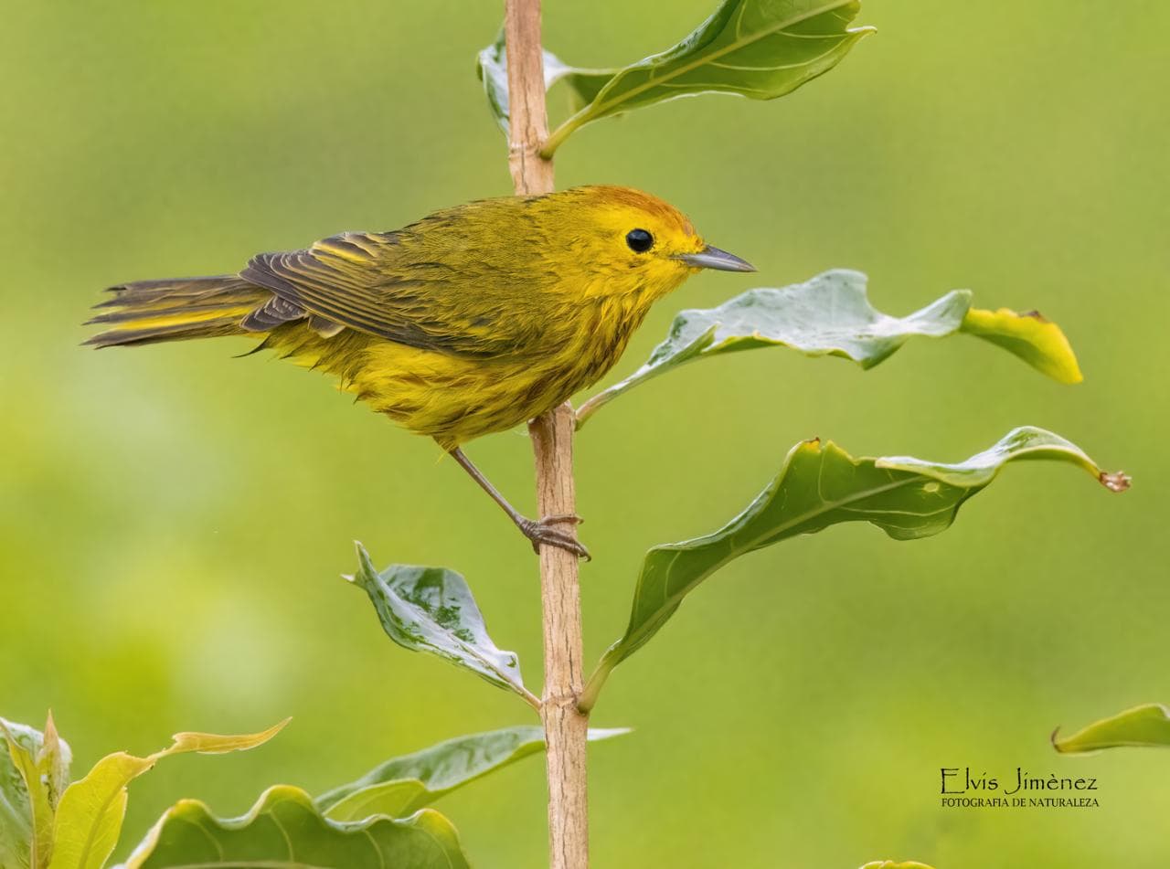 Private Bird Watching Cozumel tour | Yucatan