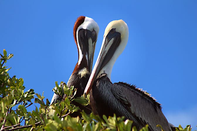 Bird Watching Muyil Group tour | Tulum