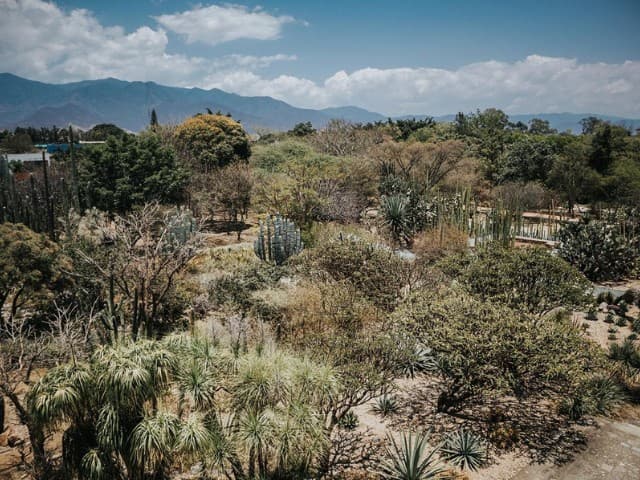 Oaxaca City Walking Tour (Small Group)