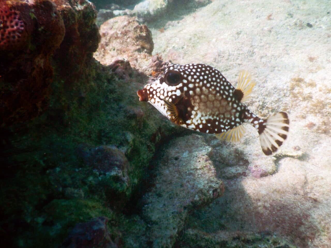 Mayan Underworld Snorkel Tour | Tulum