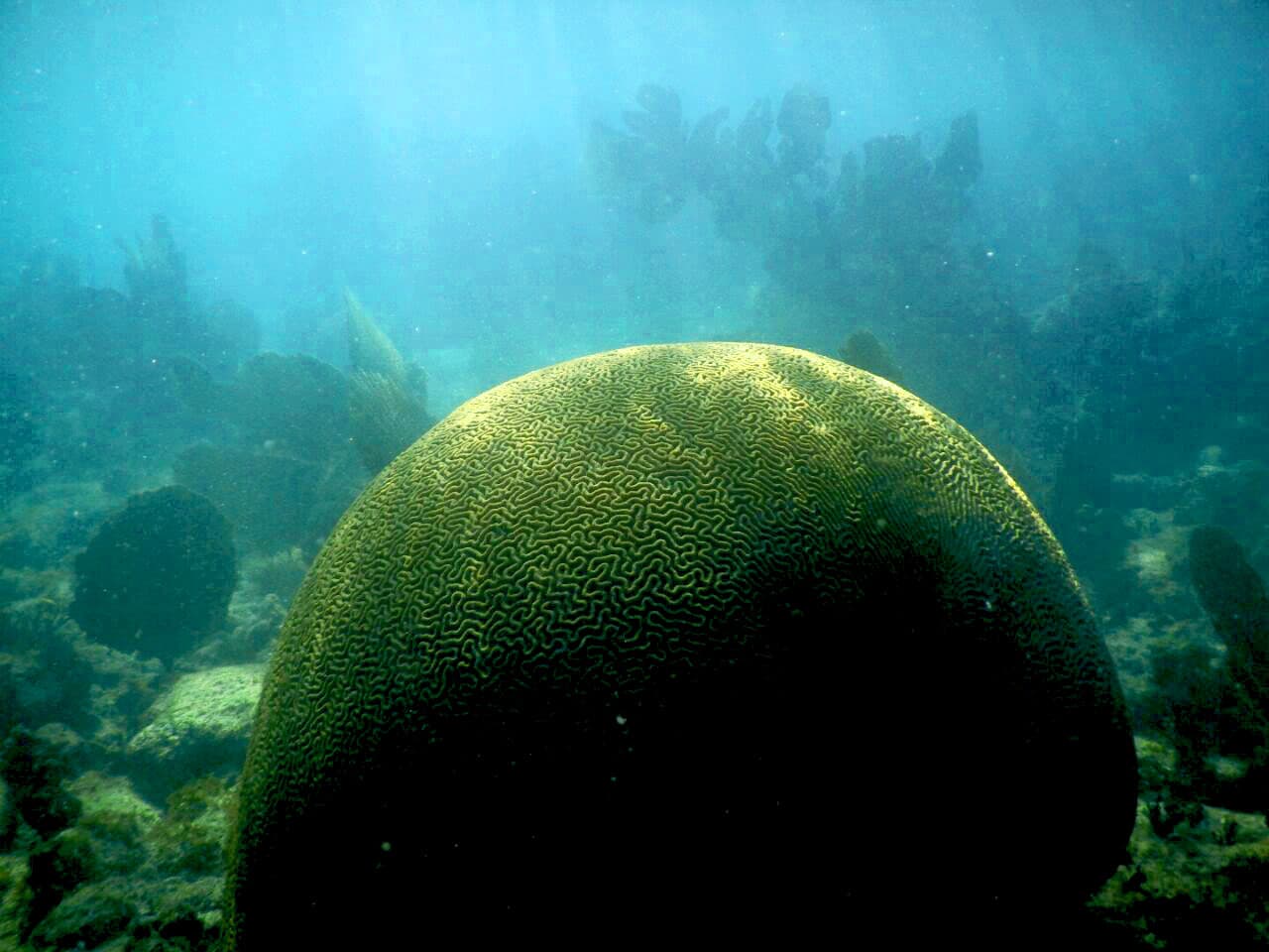 Mayan Underworld Snorkel Tour | Tulum