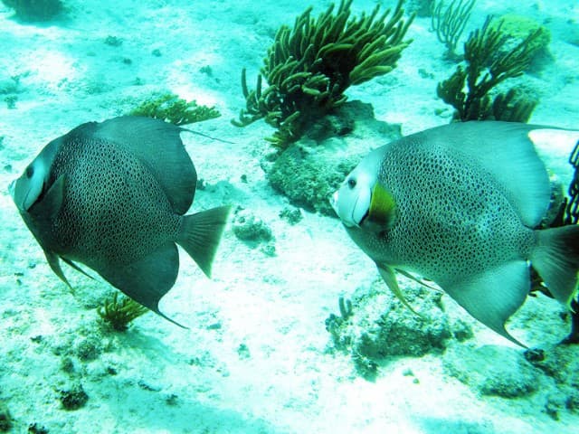 Mayan Underworld Snorkel Tour | Tulum