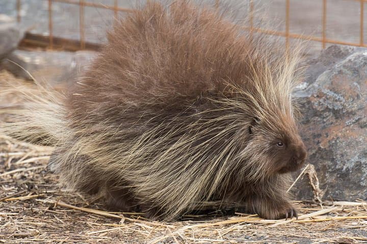 Alaska Wildlife Day Tour