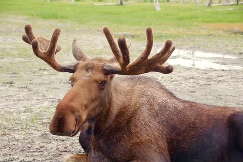 Alaska Wildlife Day Tour