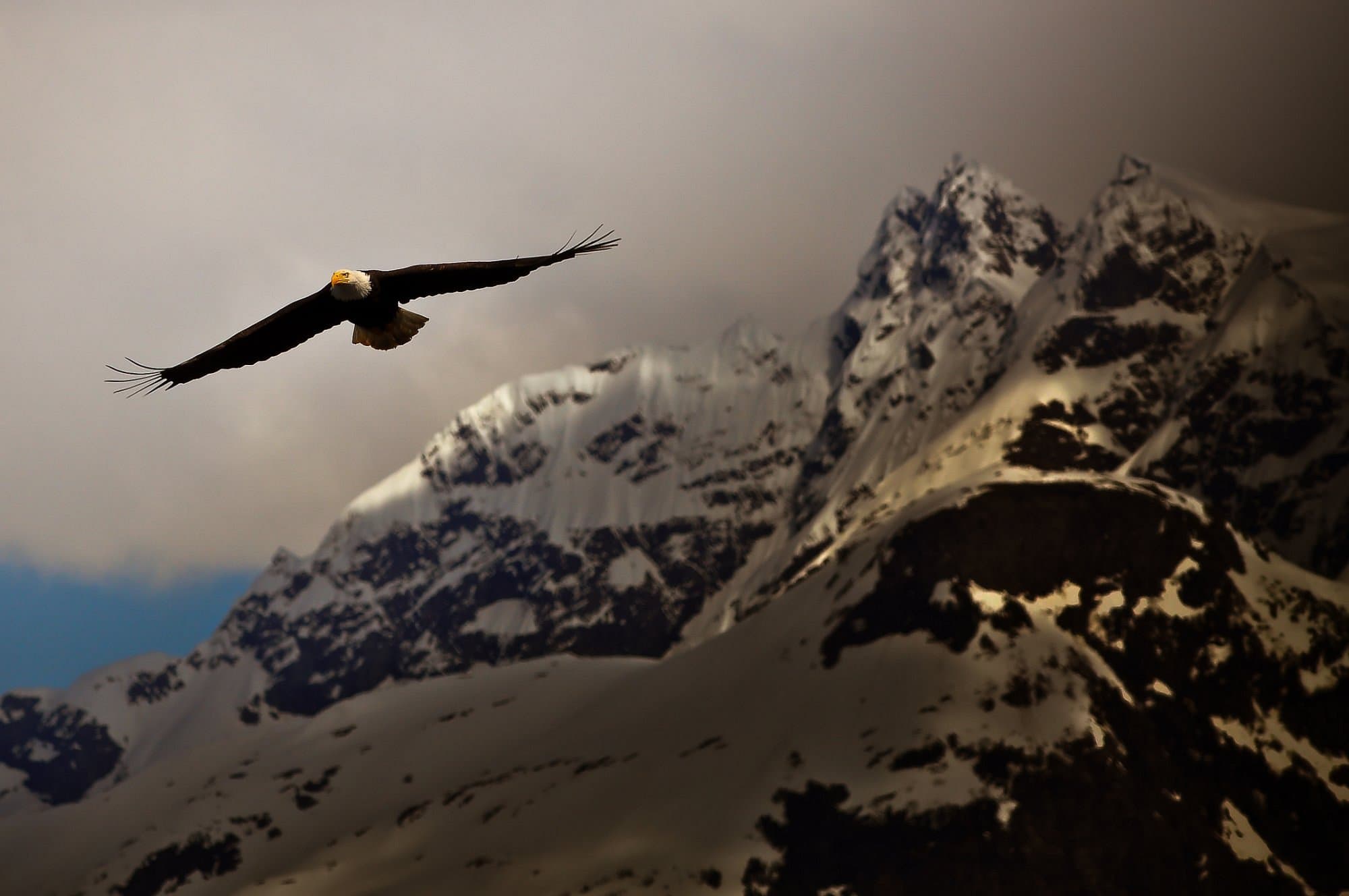 4 Hour Enduring Whale & Wildlife Tour