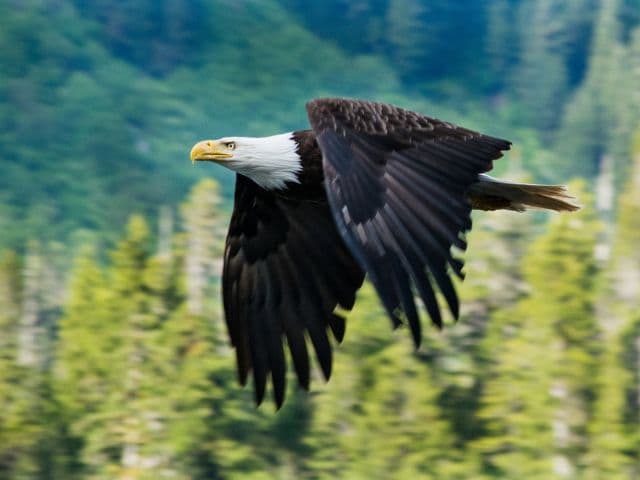 4 Hour Enduring Whale & Wildlife Tour